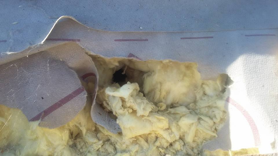 Dziura po kunie w izolacji Skutek obecności kuny na poddaszu